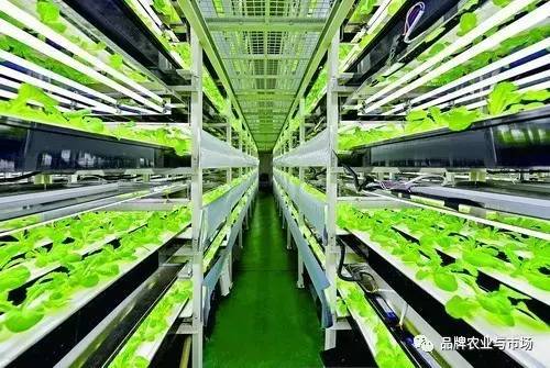 緊跟時代步伐 植物工廠——21世紀農(nóng)業(yè)發(fā)展的必然選擇與技術(shù)服務新機遇